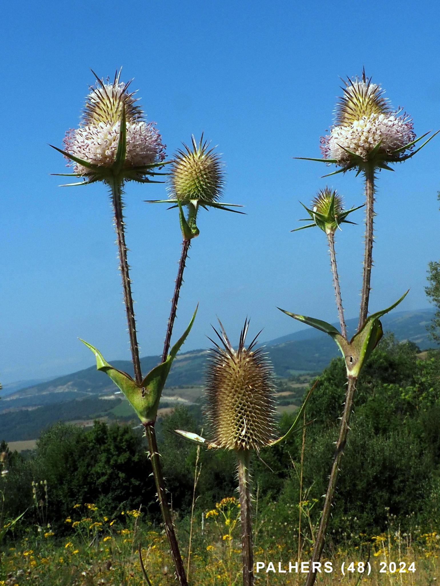 Teasel, Cut-leaved